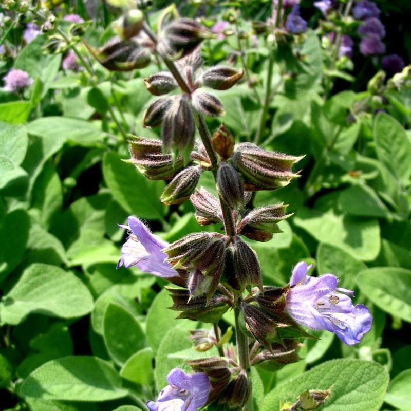 Salvia officinalis