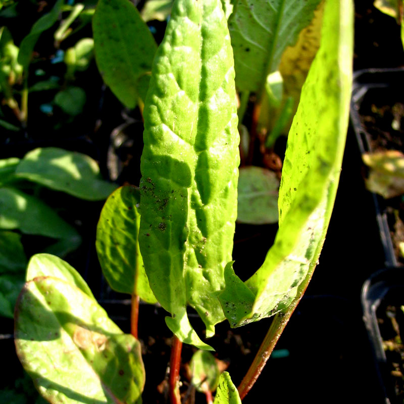 Sauerampfer Rumex acetosa
