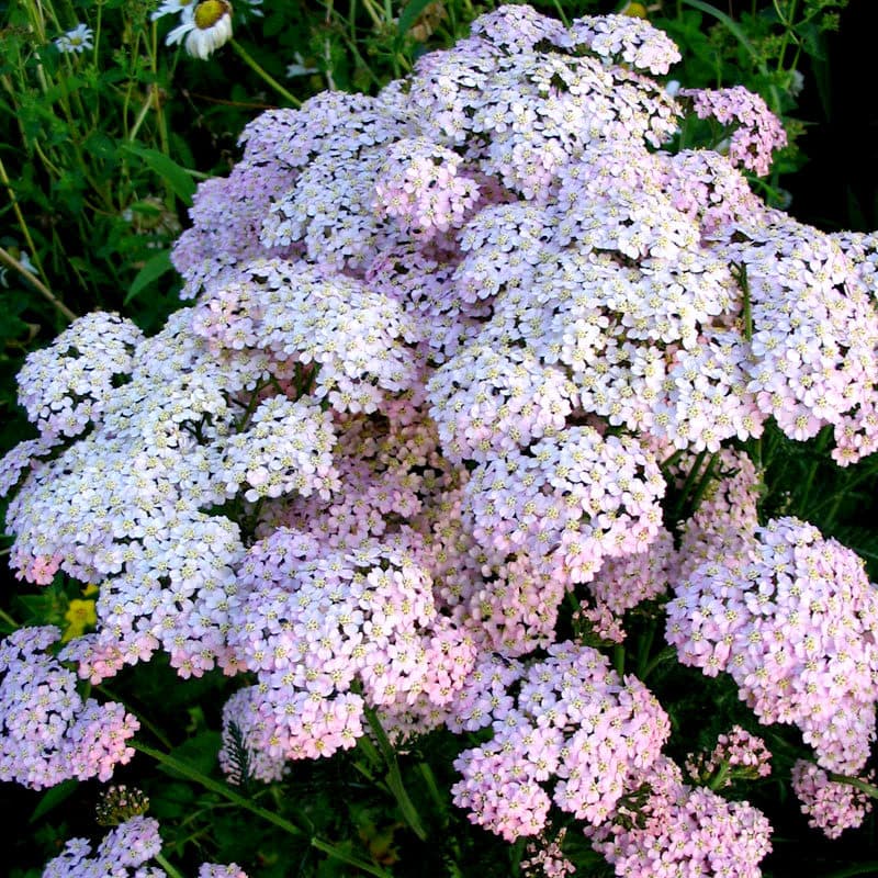 Schafgarbe Achillea millefolium