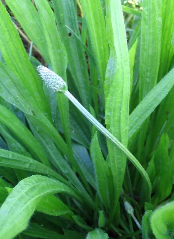 Spitzwegerich - Plantago lanceolata
