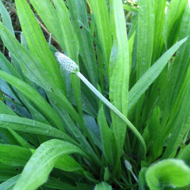 Spitzwegerich Plantago lanceolata