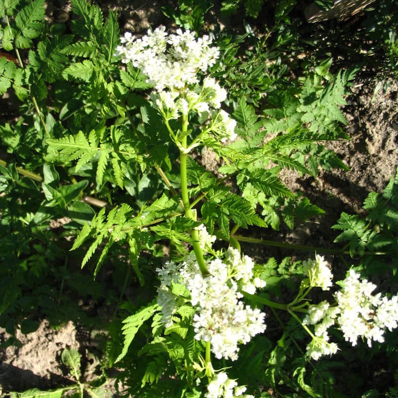 Süßdolde Myrrhis odorata