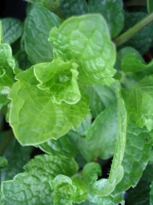 ThaiMinze Mentha species für die asiatische Küche