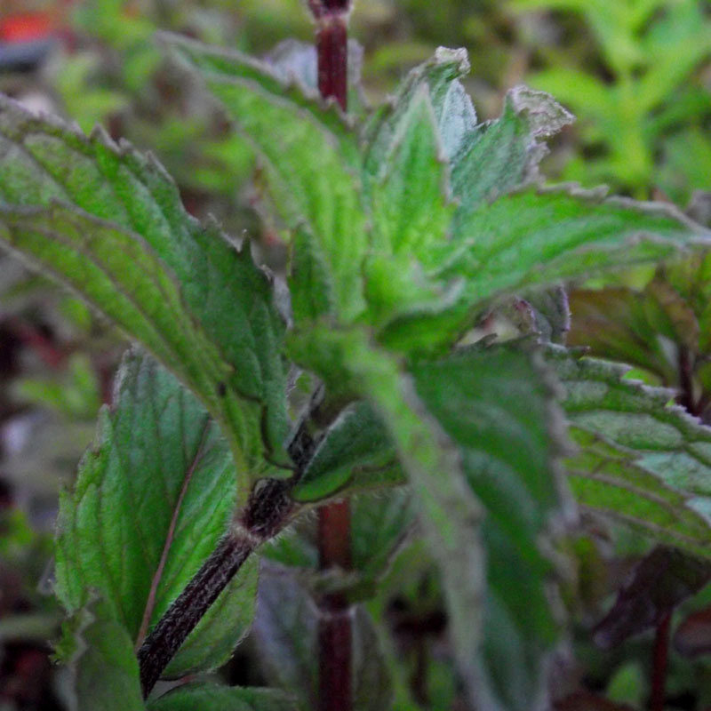 Mentha piperita "Multimentha"