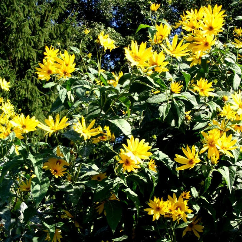 Helianthus tuberosus