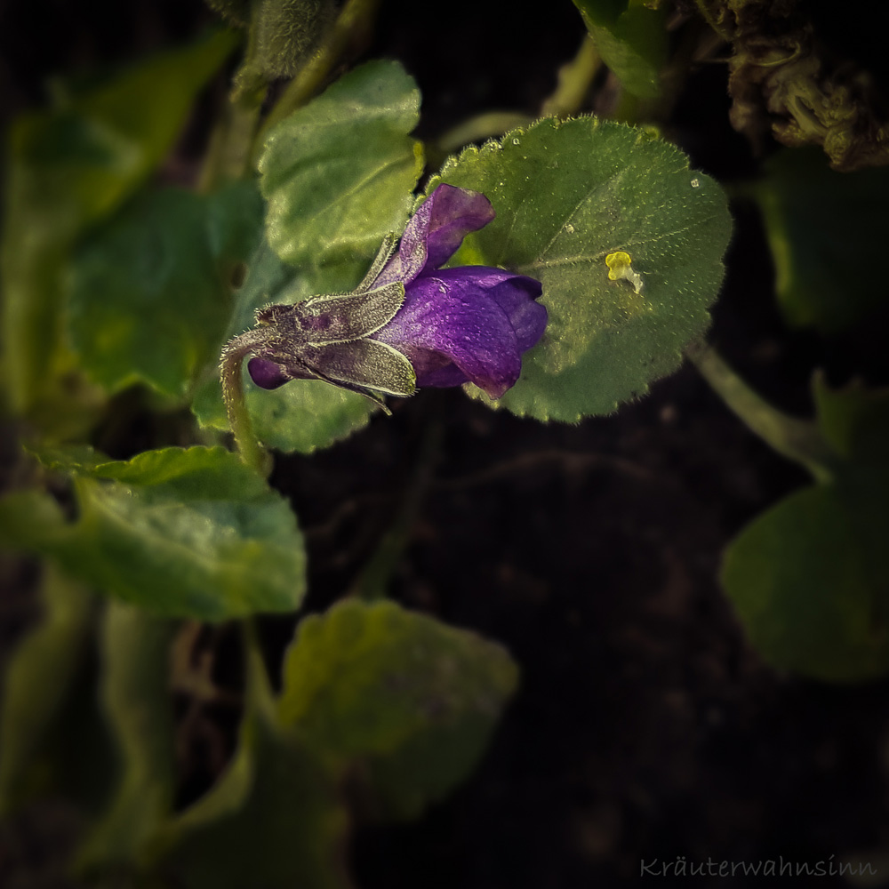 Duft-Veilchen Viola odorata