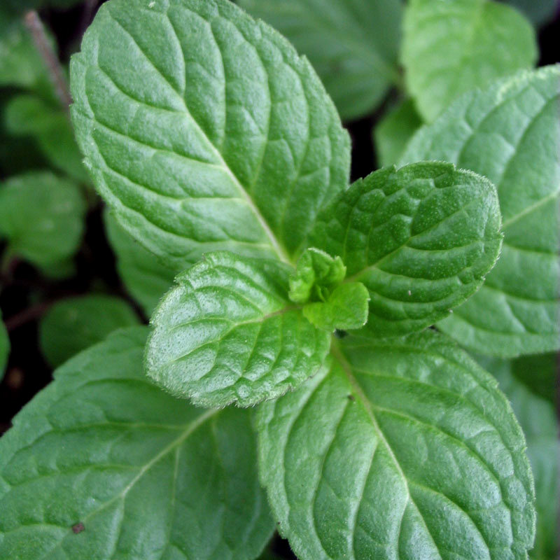 Weinminze - Mentha species