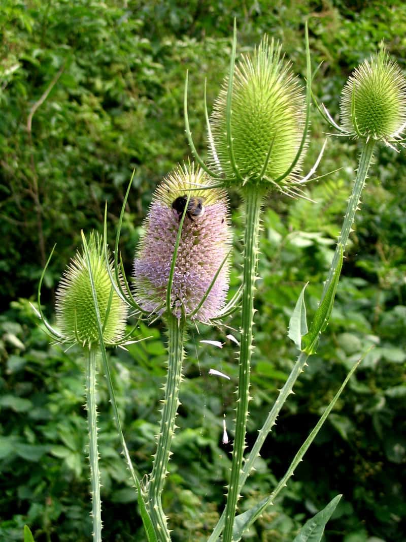 Wilde Karde - Dipsacus silvestris (fullonum)