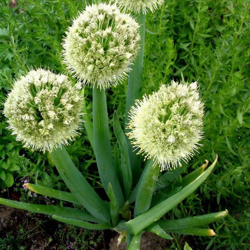 Allium fistulosum