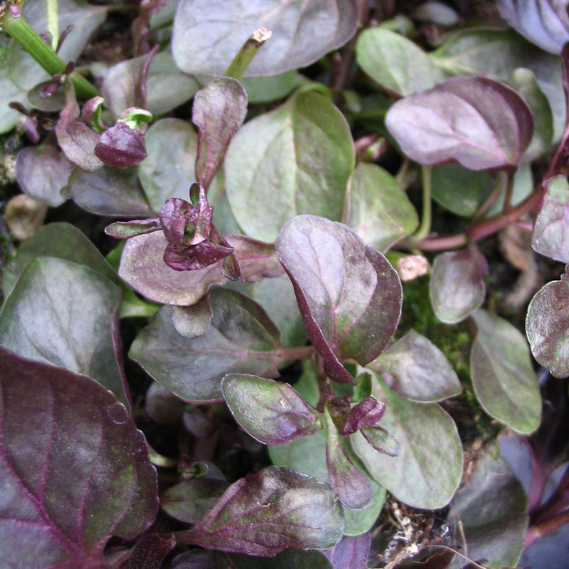 Mentha piperita citrata