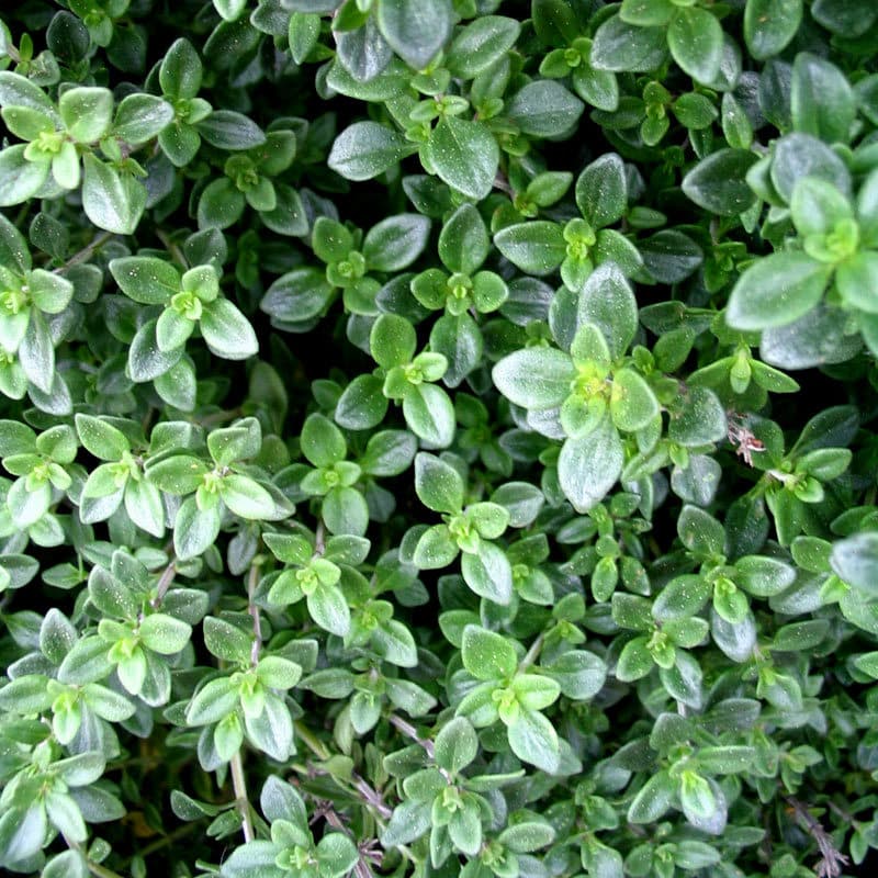 Zitronenthymian Thymus citriodorus