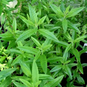Zitronenstrauch / Zitronenverbene - Aloysia triphylla (Lippia citriodora)