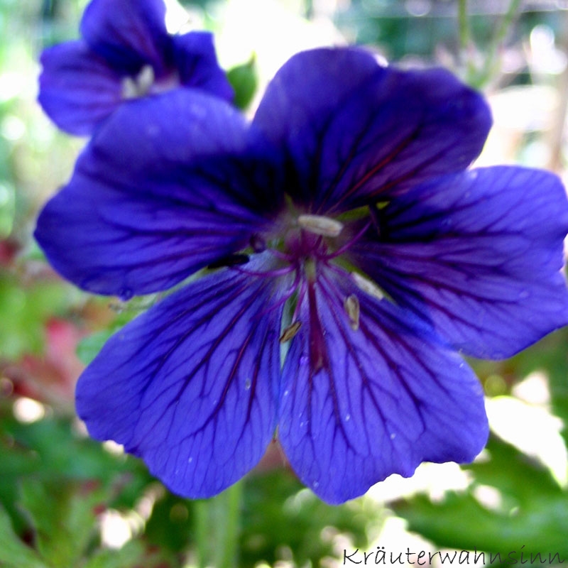 Geranium magnificum „Blue Blood“ Storchschnabel "Blue Blood"