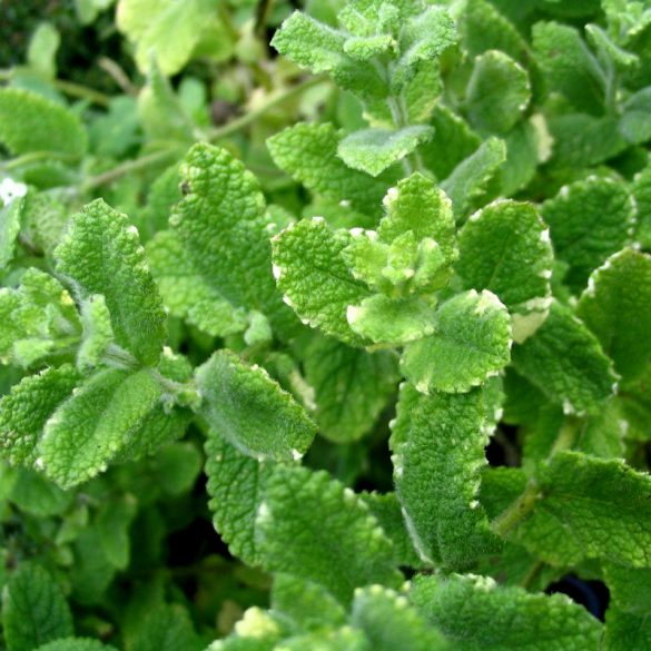 Apfelminze Mentha suaveolens