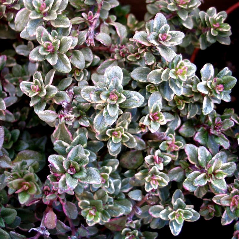 Zitronenthymian Thymus citriodorus